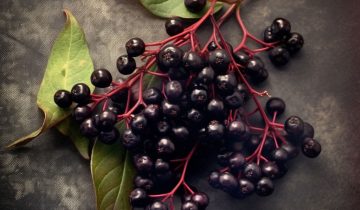 The Wonder Berry