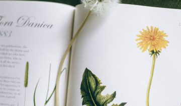 Recipe for Dandelion Oil