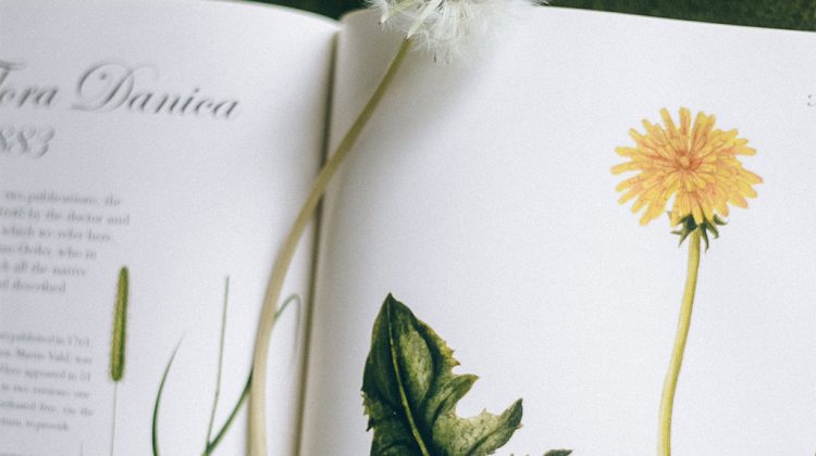 Recipe for Dandelion Oil